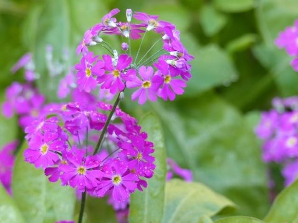 Primula
