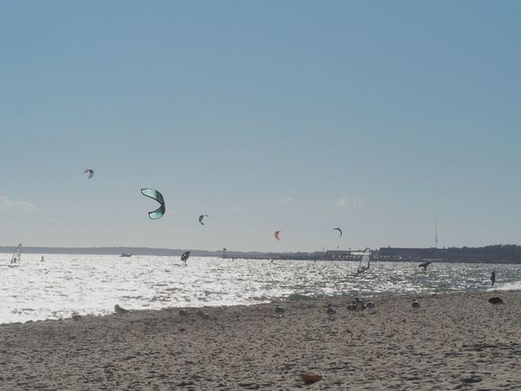 Lots of them over the water on Cape Cod.
