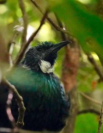 Tui
