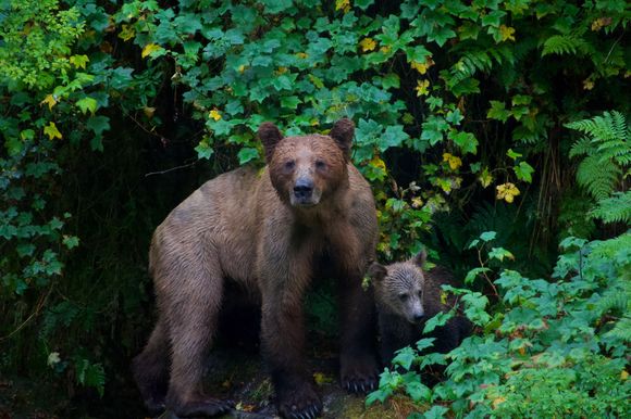 Don’t be messing with Mama Bear