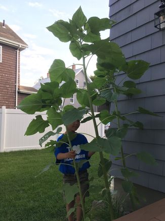 Our 3 sunflowers (grown from seeds)- the tallest one in the middle is now almost 7 feet and finally putting out a bud. I hope there will be more than 1 bud per plant??? This is our first time successfully growing sunflowers 🌻🌻🌻