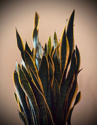 Snake plant is an indoor Gemini

Around here we call her RP (Resident Psychiatrist)

