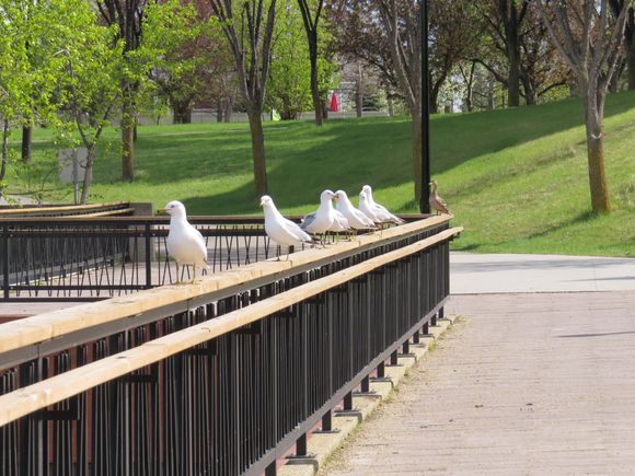Pesty Seagulls but you have to enjoy them