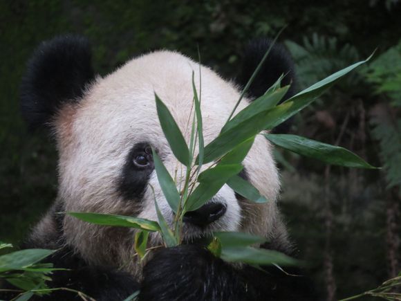 This guy was playing peek--boo with me in Chongqing China