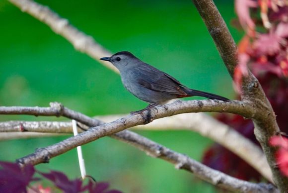 Gray Catbird. Can’t remember seeing this bird before.