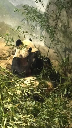 Tian Tian 🐼