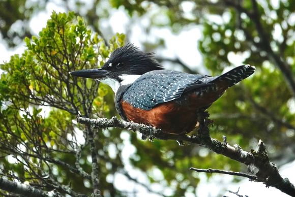 Walking to this glacier pt be a pod birding trail, too. A Ringed Kingfisher 