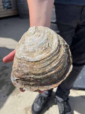 Forty year old oyster