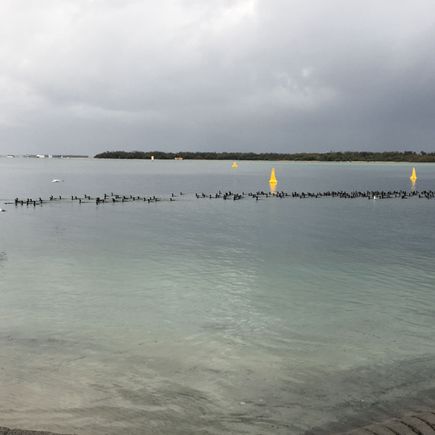 Wild ducks on the Broadwater- Gold Coast.