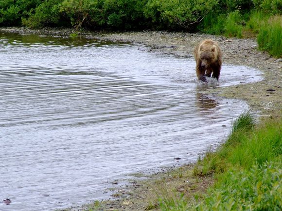 Bear watching Katmai