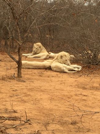 White loins..very rare