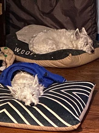 So where do the photos go when they disappear?! Sleepy Watson and Barry