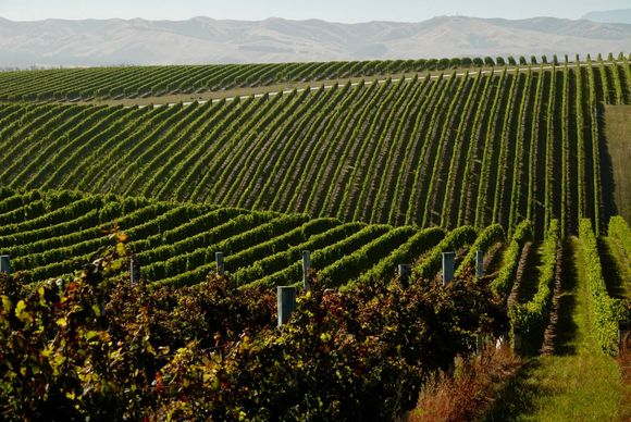 Yerling Vineyards bear Blenheim in the northern part of the South Island.