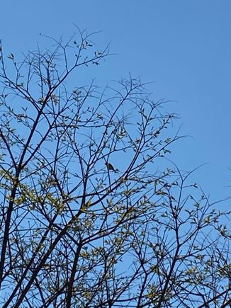 If you look closely, there is a bird friend in the top of this tree who is serenading me as I eat my Easter breakfast. 