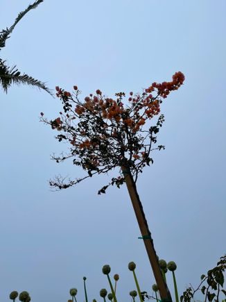 No plant left behind 


