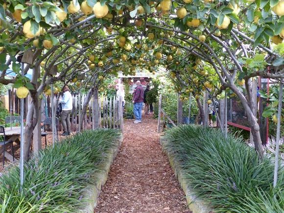 Quince walk