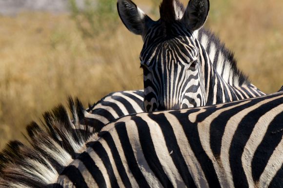 Loved the zebras
