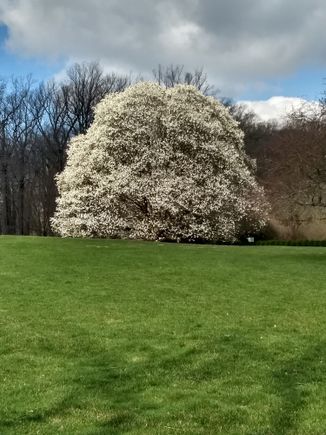 ‘Easter Egg’ Magnolia (Wadda hybrid)