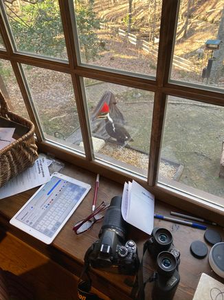 This guy would occasionally show up at my window feeder. Lately, he’s been coming several times a day. When he bangs on the feeder it sounds like someone is knocking on our front door.