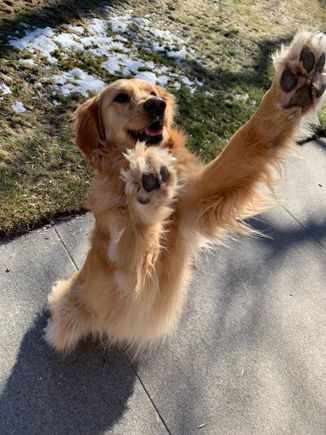 Paws up if you love dogs. This is silly Lily.