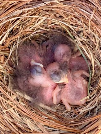 Amazing to me that all five eggshells are completely gone. Bluebirds are apparently very neat and tidy homeowners. Anyway, hard to count the exact number in there, but all were moving and I think there are five.