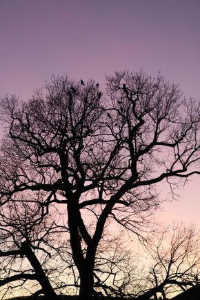DH was going through photos and video to make his next video to go with music and found this sunset photo. It is from Wurzburg, Germany in the gardens behind the Residence palace. 