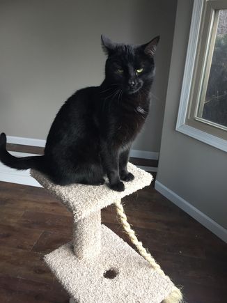 Inky. The poster boy for Friday the 13th GOOD luck!! Hope this posts. Not sure I know what I’m doing.