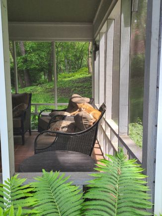 My grandcat (zoom in). The King of The Jungle!! I know he’s look more formidable if he was awake.  You’re welcome Zig. 