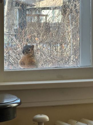 Like Florida’s pigeons, this squirrel visits periodically and di again this morning. 