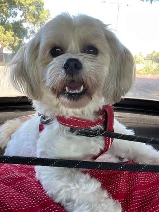 Happy in the car