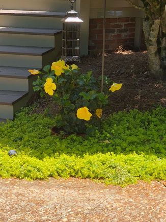 Happy hibiscus and creeping fig