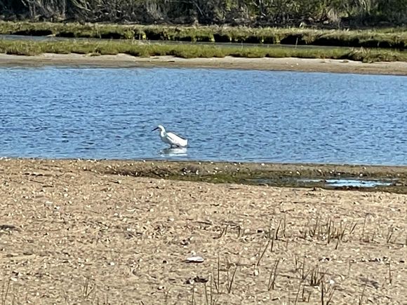 Love these graceful birds. 