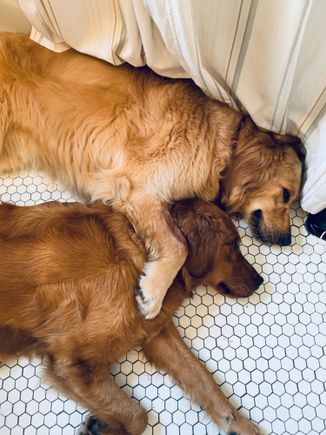 Lily and Molly sheltering in place on the bathroom floor. They hang out with me while I get ready in the mornings. 