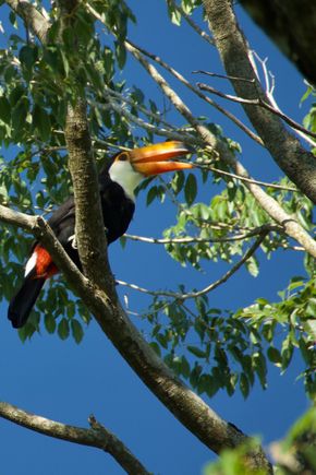 A different Toucan