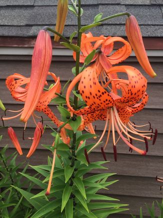 I grew up on a farm and these lilies grew wild  on the side of the road. Miles of them. I transplanted one to my yard, has flowered every year for 40 years. 