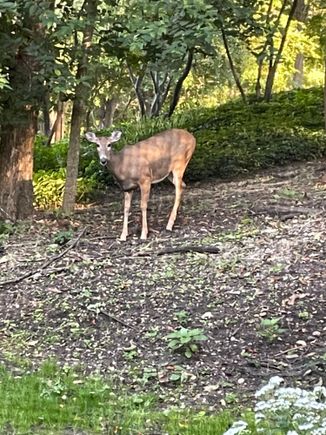 Taken through a screen. 