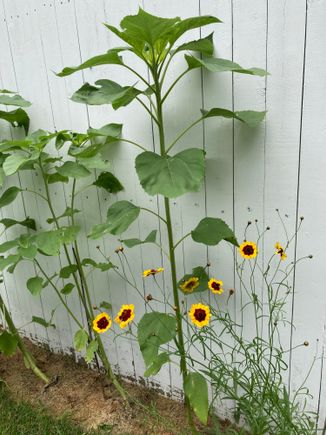 Wildflower 4 (yellow with dark center); sunflowers in the back now at 4' tall)