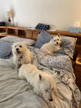 My support team. Thank you everyone for your positive thoughts for my DH and me