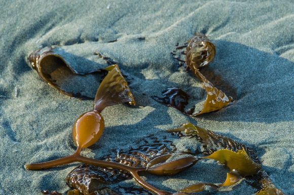 Long Beach is part of Pacific Rim National Park and is beloved by surfers.
