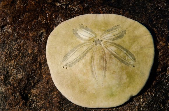 Starfish can be found on Big Beach.