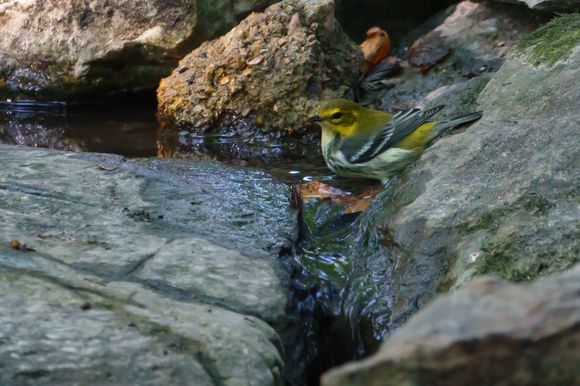 Black-throated Green Warbler