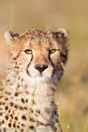 Hiding behind the grass