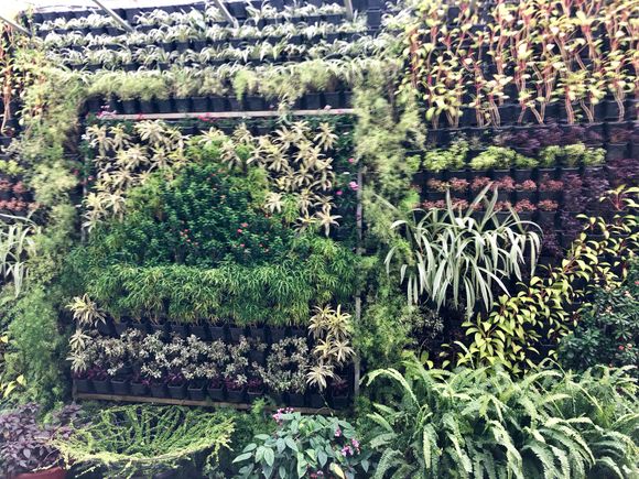 Living wall at Panoramic Getaway Hotel