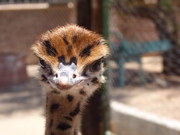 A three week old chick