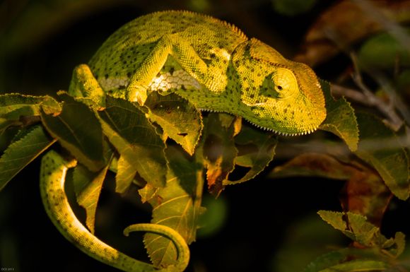 A chameleon during a night drive
