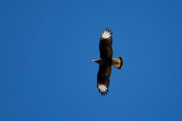 I forget the name of this bird