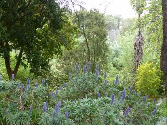Echium in flower