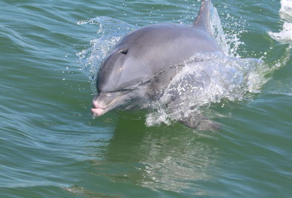 Mom and baby - so cute!