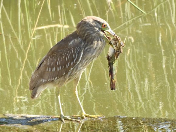Juvenile Black-crowned Night-Heron with a dead catfish.