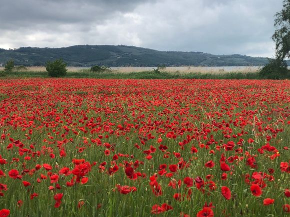 Off the beaten path at the lake.